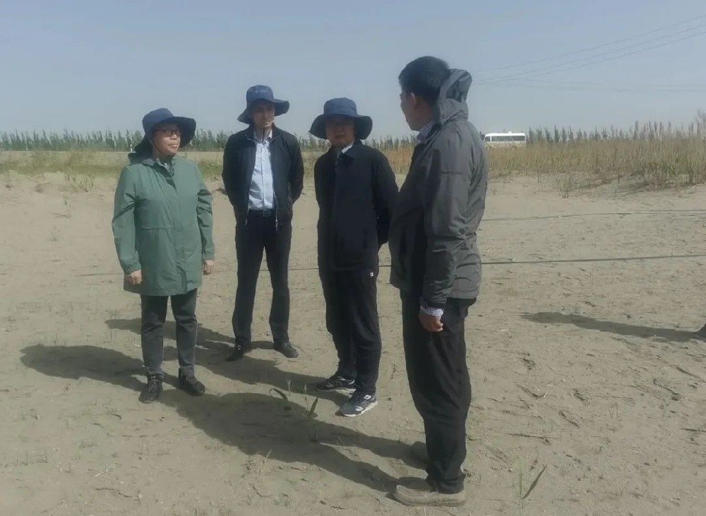 中國科學院曹曉風院士五一期間，不辭辛苦，親臨指導“田菁”在沙漠鹽堿地種植